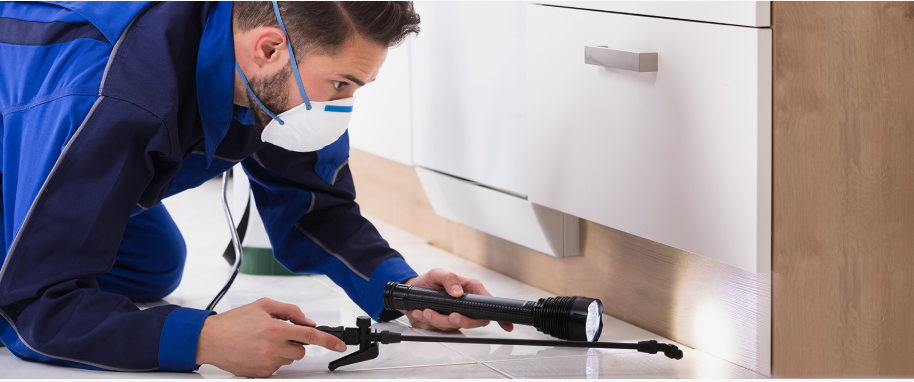 Fulshear pest xpert removal